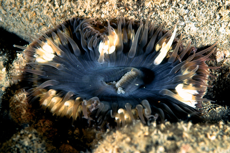 Cereus pedunculatus